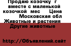 Продаю козочку(3г.),вместе с маленькой козочкой(3мес.) › Цена ­ 3 000 - Московская обл. Животные и растения » Другие животные   